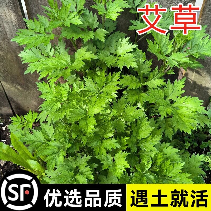 艾草种子食用药用驱蚊草艾叶种籽家庭园艺种子