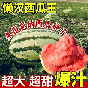 懒汉西瓜种籽四季无籽8424春夏麒麟黄壤黑皮瓜果种子大全阳台盆栽