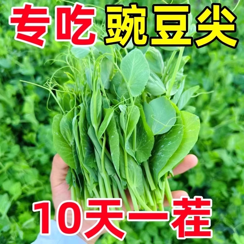 甜豌豆苗种籽豌豆尖种子四季秋冬芽苗菜龙须豌豆荷兰豆蔬菜种孑苗