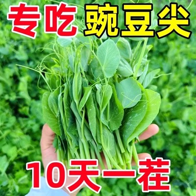 甜豌豆苗种籽豌豆尖种子四季秋冬芽苗菜龙须豌豆荷兰豆蔬菜种孑苗