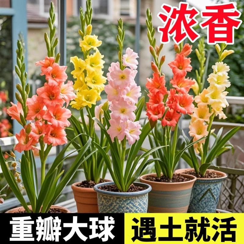 剑兰四季耐寒种球带牙球根