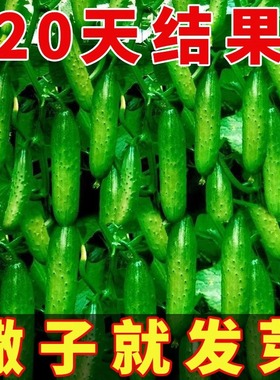 满地爬水果黄瓜种子早熟不搭架四季庭院阳台盆栽春秋黄瓜蔬菜种籽