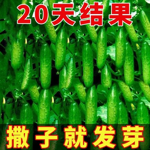 满地爬水果黄瓜种子早熟不搭架四季庭院阳台盆栽春秋黄瓜蔬菜种籽