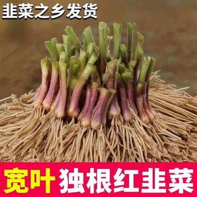 新韭菜根苗紫根红根韭菜根四季新鲜蔬菜苗宽叶韭菜苗阳台盆栽种子