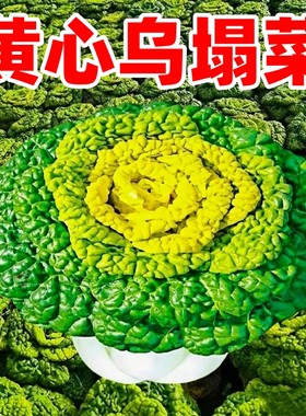 黄心乌塌菜种子菊花黑心乌塌菜种籽抗热耐寒黄心菜秋冬季蔬菜种孑