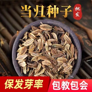 当归种子野生中药优质纯新当归种籽岷县中药材苗苦参种籽党参种孑