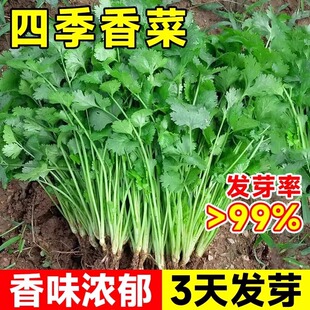 四季小叶香菜种子农家芫荽种籽秧苗阳台盆栽春秋耐寒大叶蔬菜种孑