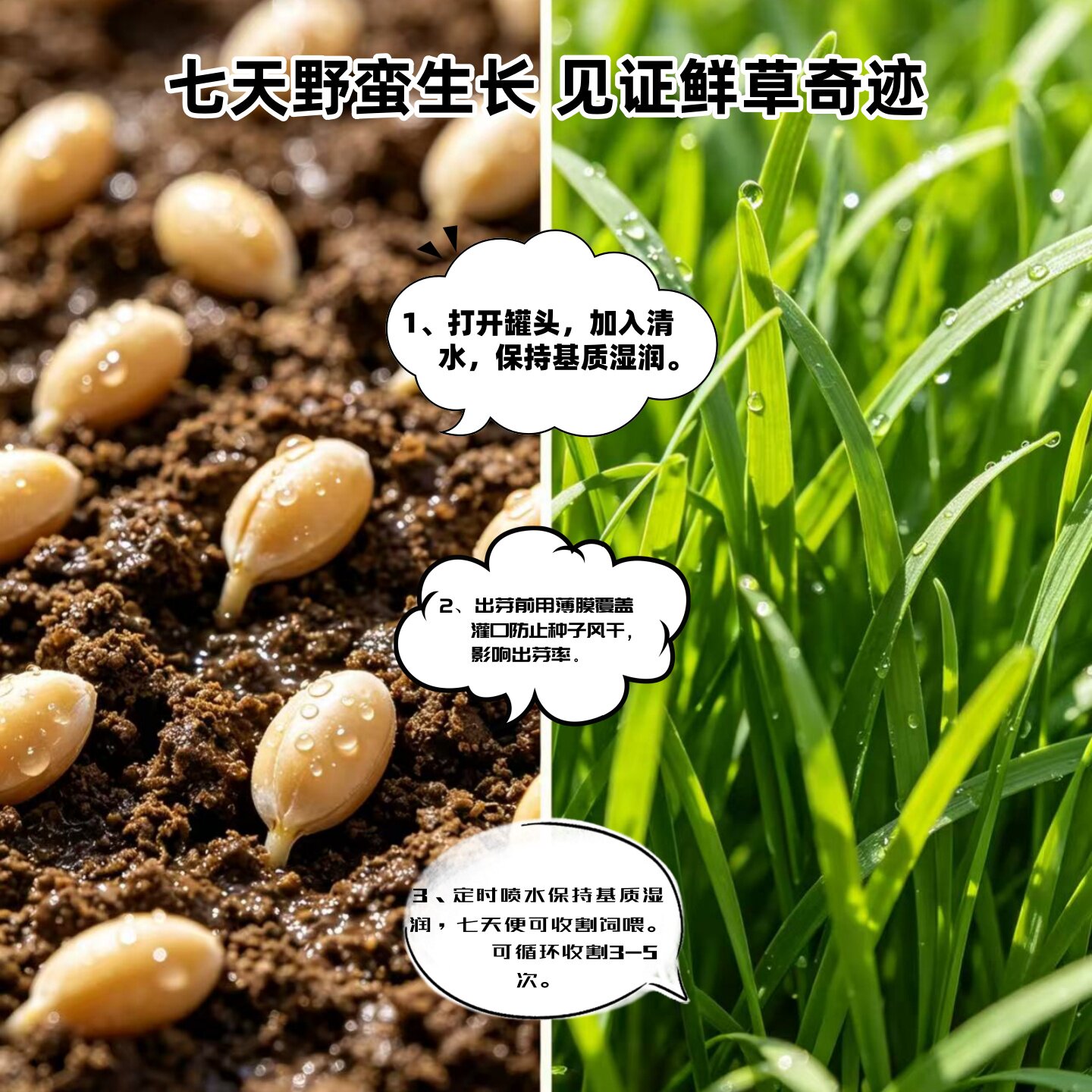 荷兰猪龙猫免洗即食水培鲜草