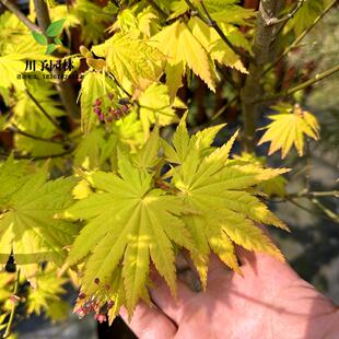 日本红枫流泉枫约旦枫树苗盆栽品种枫树庭院风景树植物彩色黄金枫