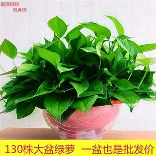 大盆绿萝盆栽室内花除甲醛超大绿箩长藤净化空气植物客厅垂吊新房
