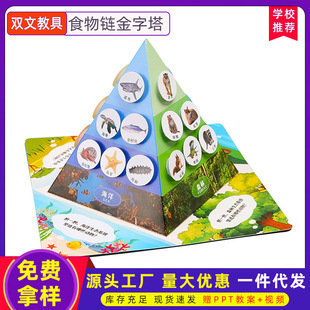 科学实验食物链金字塔diy科技小制作 儿童手工学生生物材料包套装
