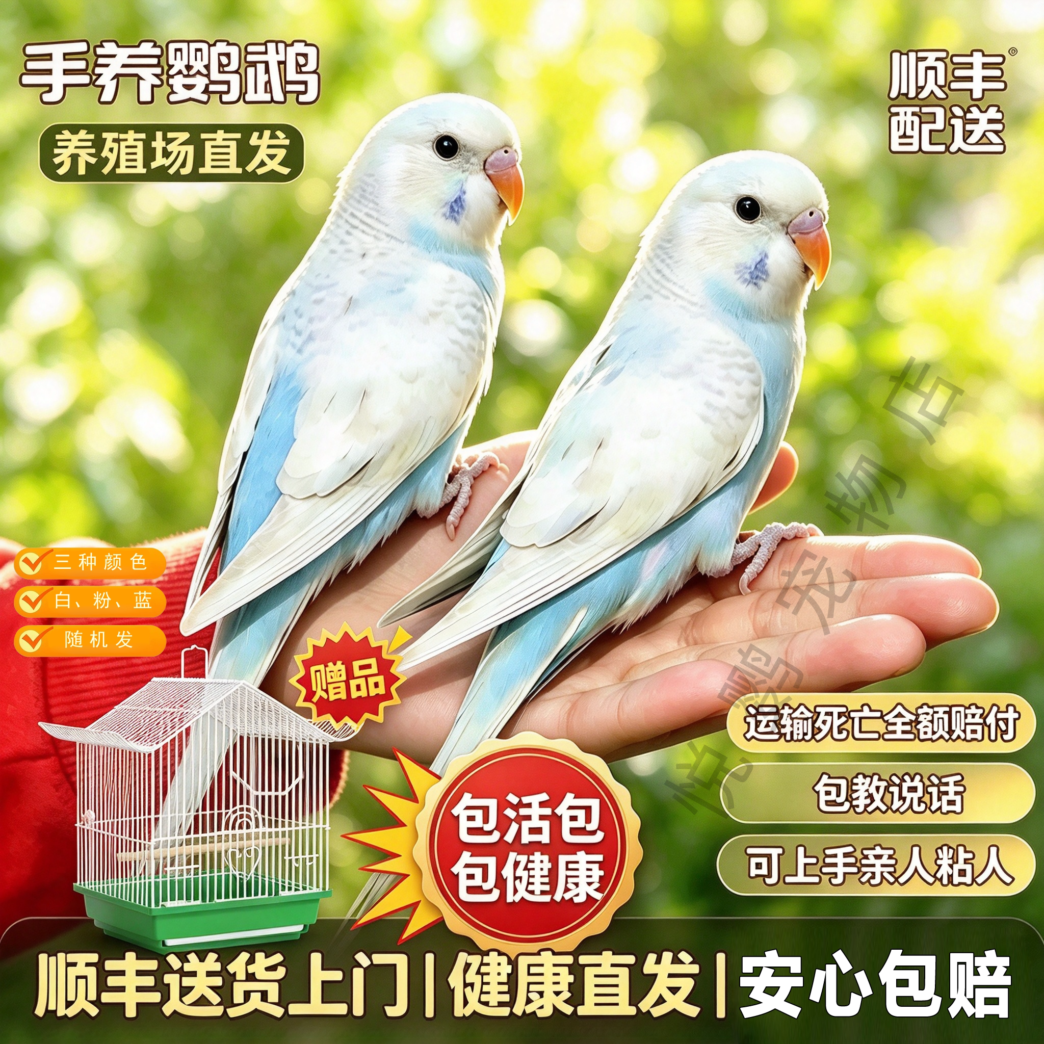 手养虎皮鹦鹉活体宠物鸟白色虎皮鹦鹉可说话亲人可上手包活包健康