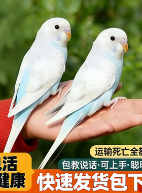 手养虎皮鹦鹉活体宠物鸟白色雄鸟可说话亲人可上手包活包健康