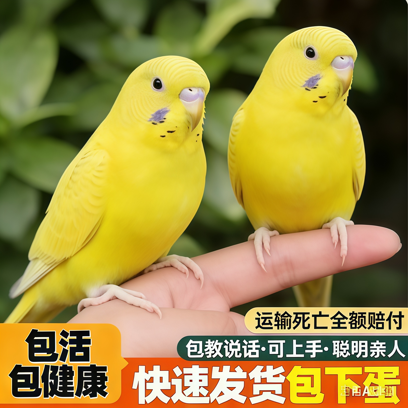 手养虎皮鹦鹉雄鸟可说话包活
