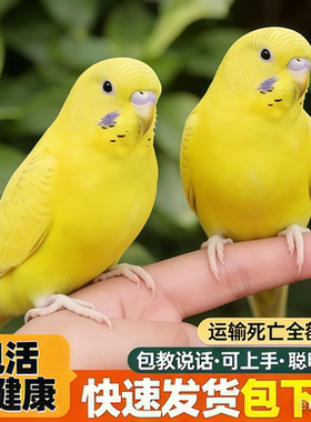 虎皮鹦鹉活鸟黄色幼鸟会说话手养宠物鸟包活健康快速发货