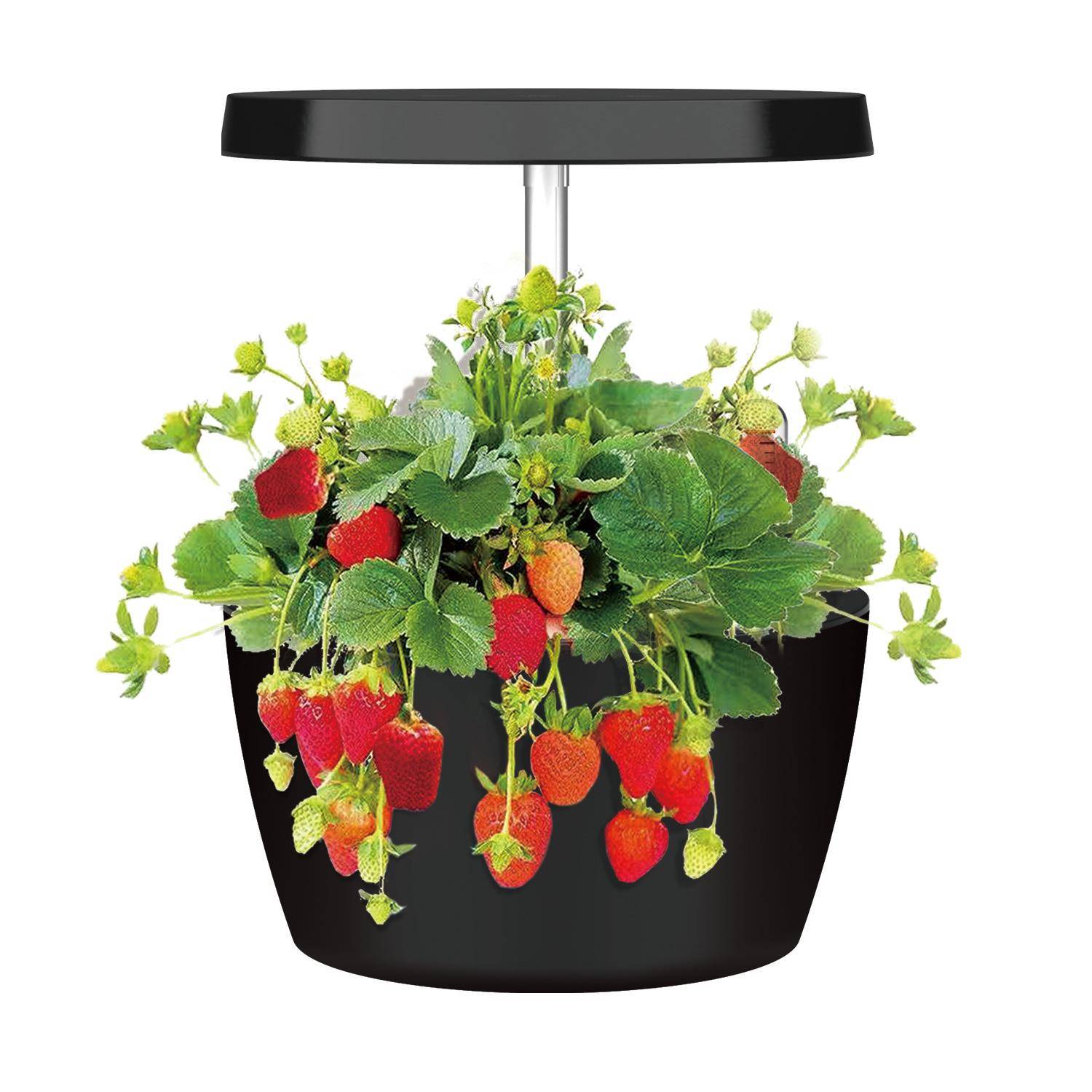 IGS-01SE智能水培种植机室内阳台种植花卉水培机植物生长机植物机