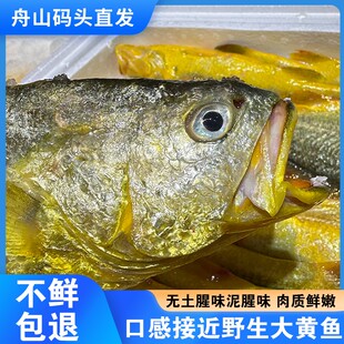 舟山大黄鱼新鲜鲜活冷冻半野生东海黄花鱼海捕深海鱼海鲜水产礼盒