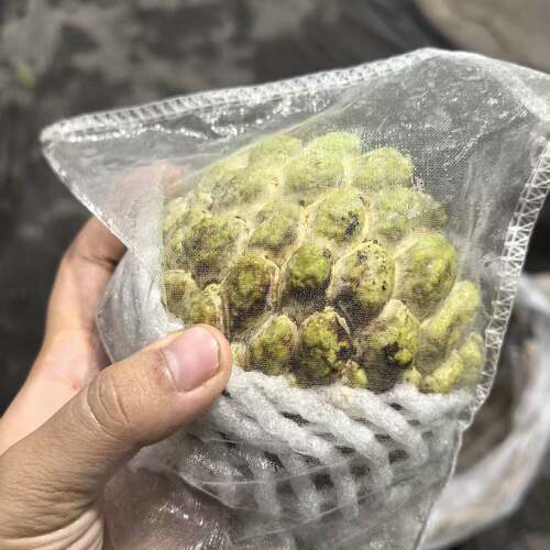 软糯香甜释迦摩尼果林檎