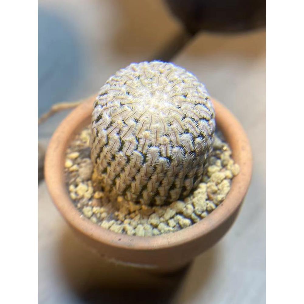 非偏远20包邮！万红园艺（11）号链接！短毛丸，白花！开花机器！