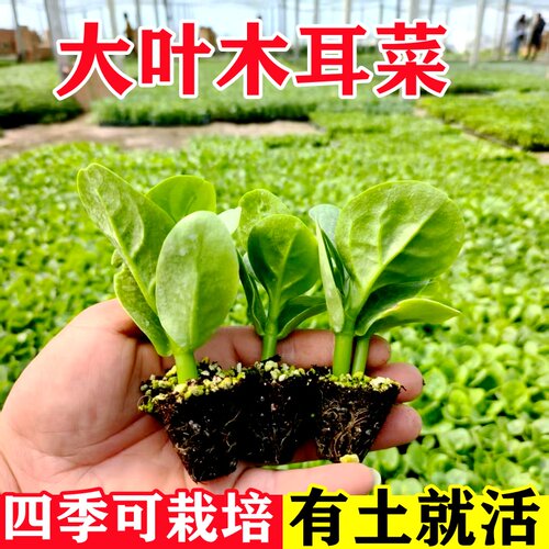 木耳菜秧苗蔬菜苗四季盆栽猫耳菜