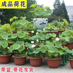 成品荷花带盆带花发货可开发票