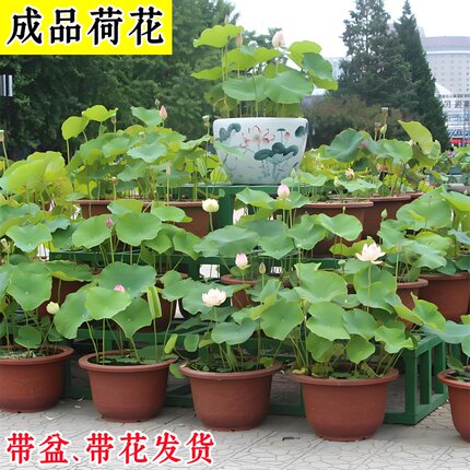 荷花种苗盆栽成品荷花带盆带花发货碗莲池塘水生花卉水培观赏植物