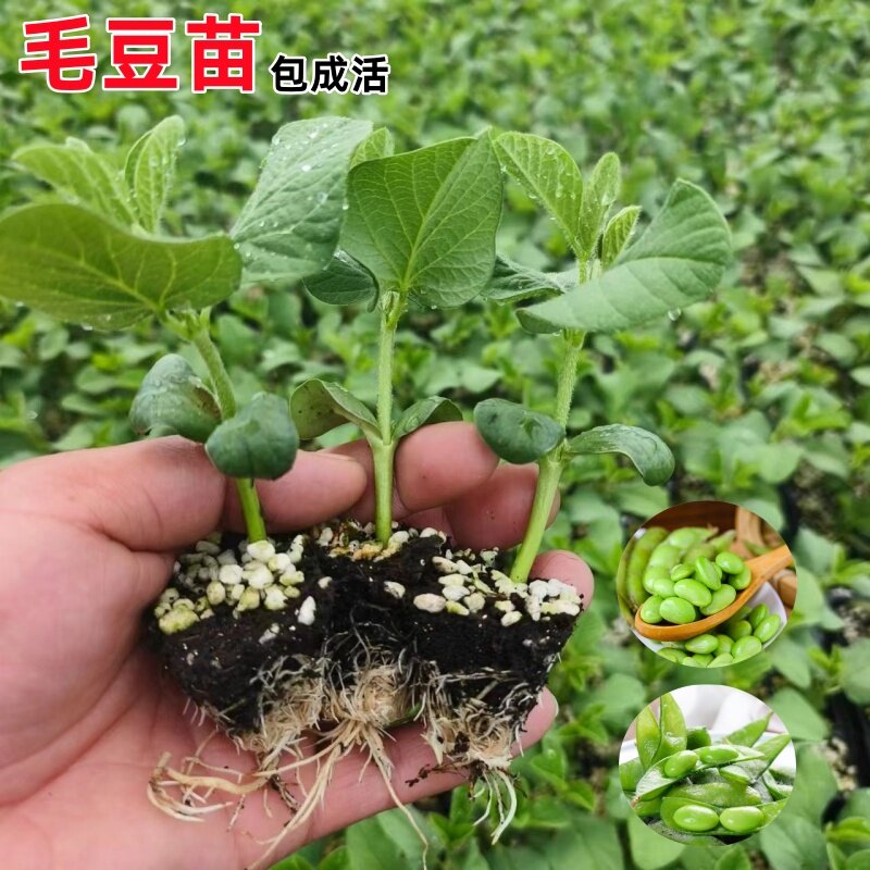 毛豆苗种籽春季蔬菜苗青豆早熟带土发货绿黄豆秧苗四季豆花生秧苗
