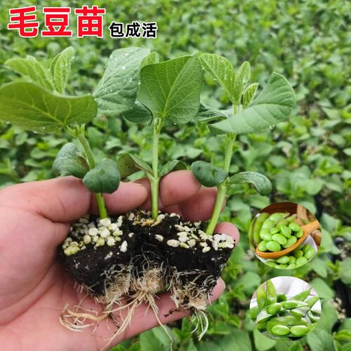 毛豆苗种籽春季蔬菜苗青豆早熟带土发货绿黄豆秧苗四季豆花生秧苗