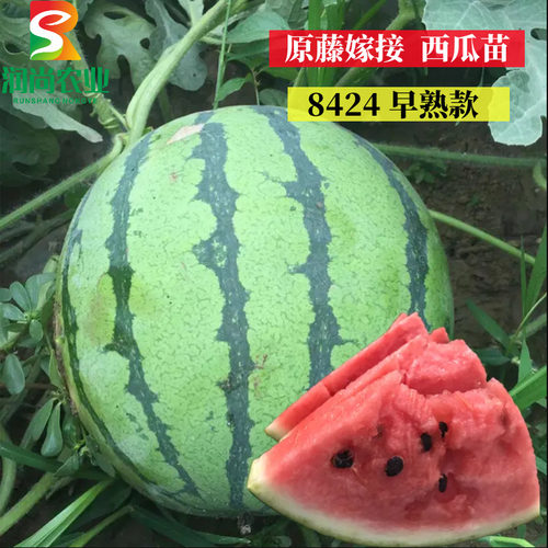 8424西瓜苗嫁接美都西瓜秧苗