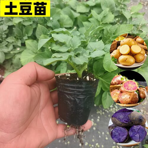 土豆秧苗黄心七彩小土豆苗盆栽苗