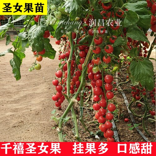 红圣女果千禧果超甜小番茄带土球