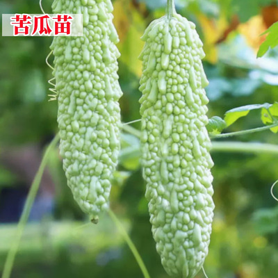 苦瓜苗子秧长白苦瓜苹果苦瓜春季蔬菜苗大全四季阳台辣椒苗黄瓜苗