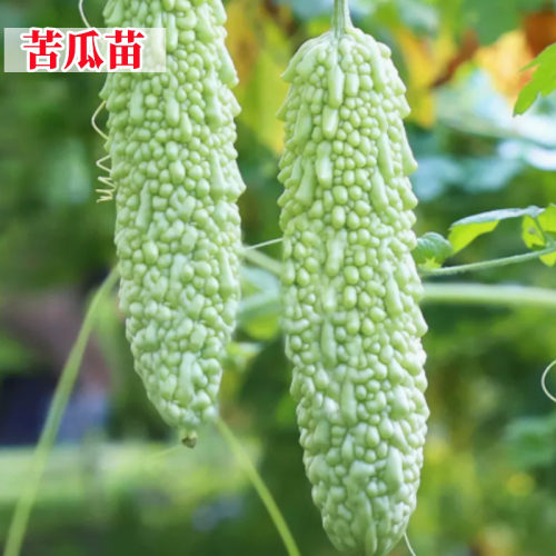 苦瓜苗子秧长白苦瓜苹果苦瓜春季蔬菜苗大全四季阳台辣椒苗黄瓜苗