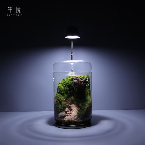 苔藓微景观桌面生态瓶办公桌摆件玻璃花房免打理diy容器露集杯