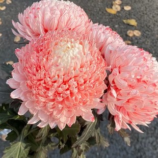 花期至少20天以上 大号牡丹菊 一扎5枝 胭脂红 丰岛牡丹菊