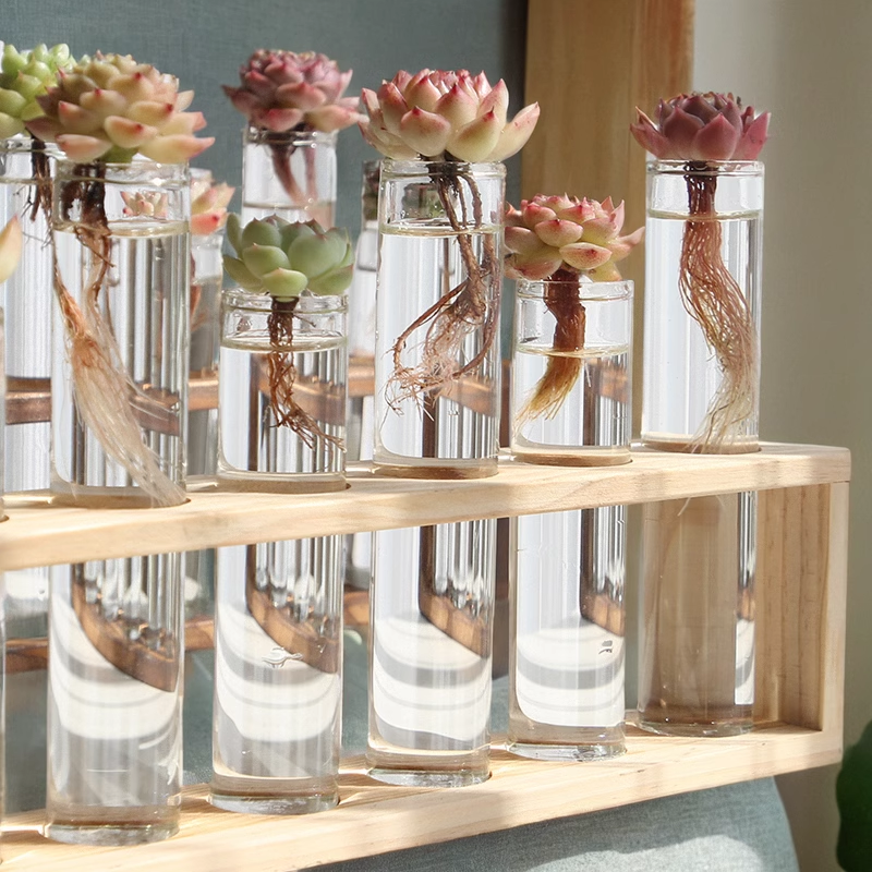 水培多肉玻璃管植物花卉送礼品新手好养懒人高颜值精品大果办公室,鲜花速递/花卉仿真/绿植园艺,多肉植物,淘宝优惠券,粉丝福利购,淘宝优惠卷