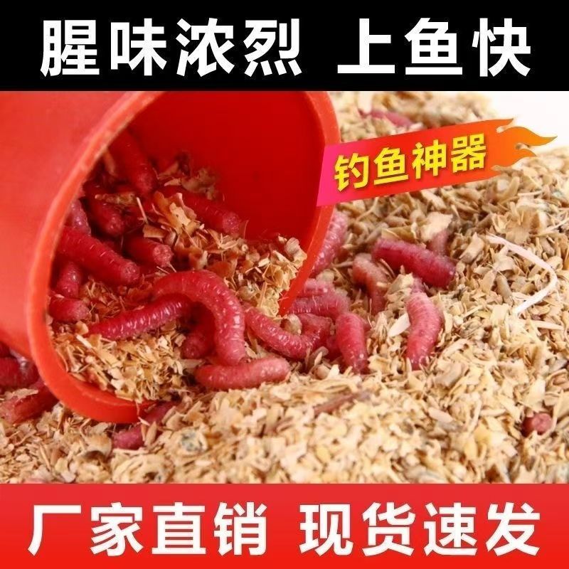 【钓鱼红蛆】鲜活钓鱼蛆虫鱼饵野钓溪流活虫鲫鱼白条红虫新鲜大个