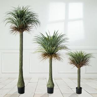 敏叶2.1米仿真丝兰树热带植物龙血树室内大型龙舌兰沙漠造景粗杆