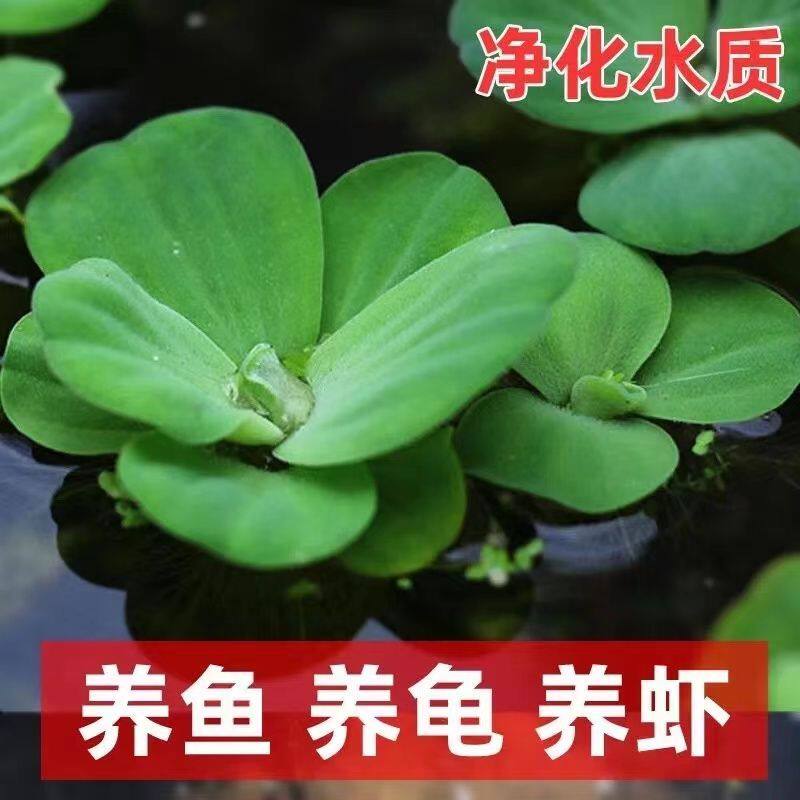 新疆西藏包邮鱼缸浮萍水草活体水生植物浮性除NO3净化水质微景观