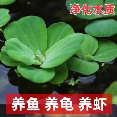 新疆西藏包邮鱼缸浮萍水