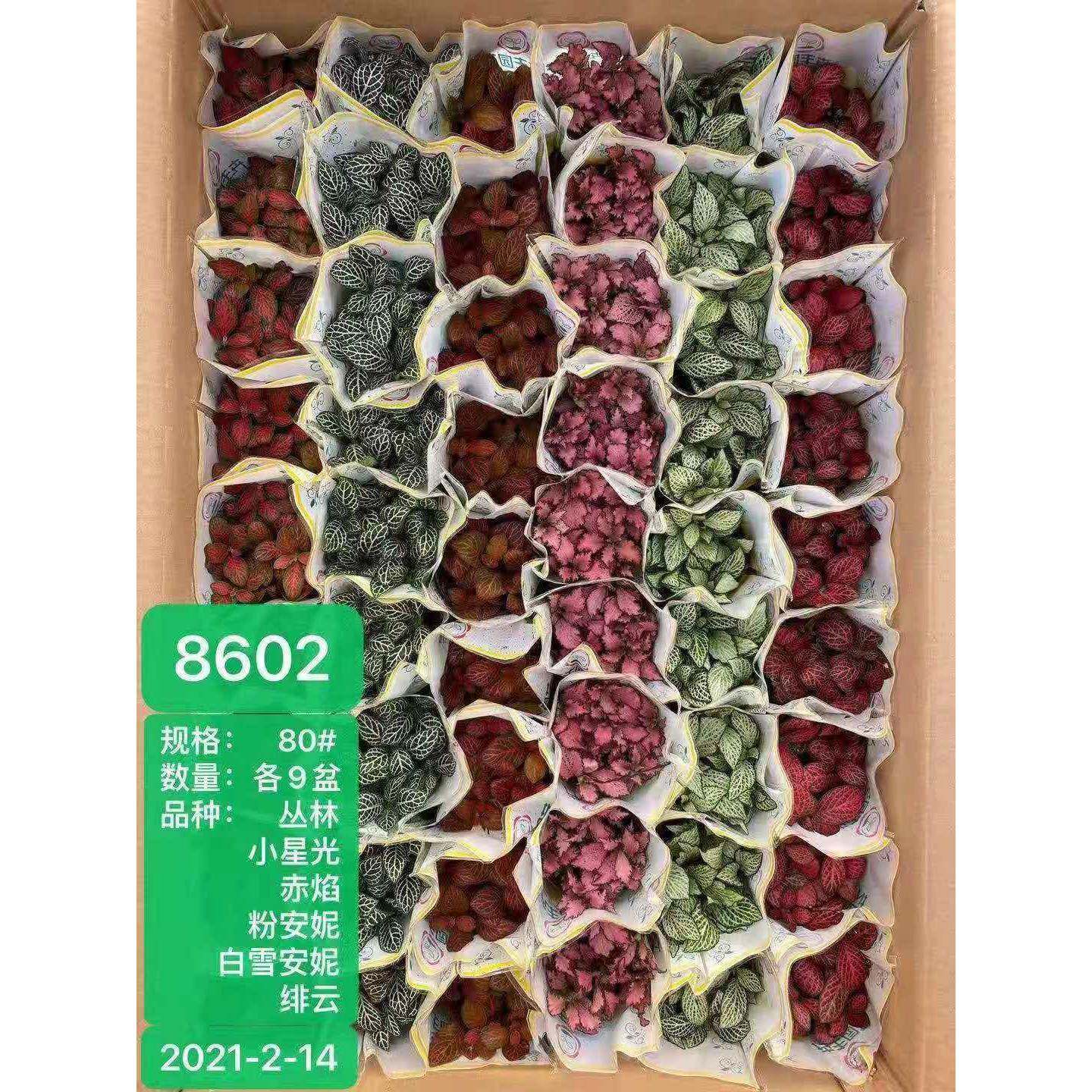 广景州基地直供微物观花卉小盆植栽 网纹混装卉丰网纹大箱