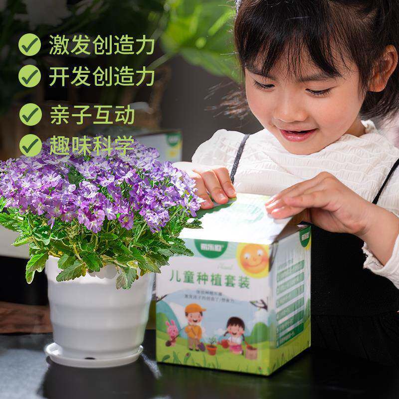 儿童植物种植观小盆栽仙花种82831980籽小察学生实验草莓向日凤套