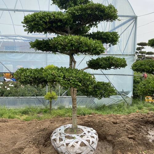 瓜子黄杨造型树黄杨树庭院植物大型绿植耐寒地景黄杨盆景风景树