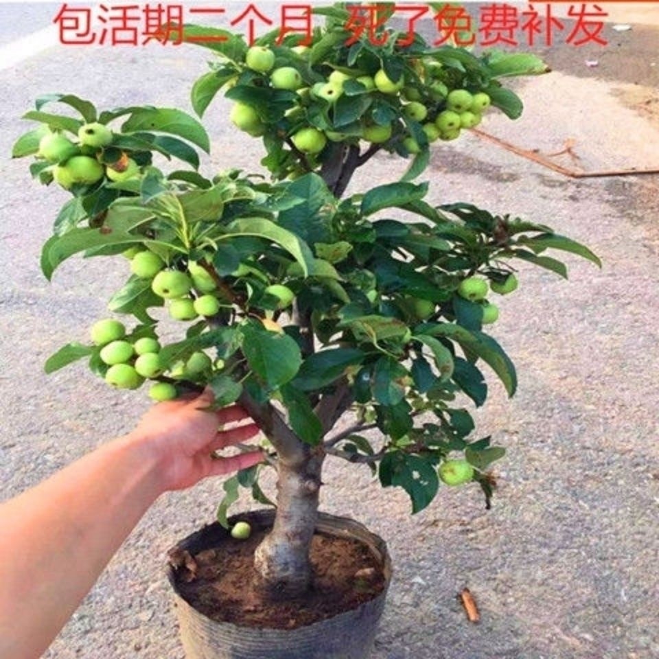花果盆景贵人果花盆景北美海棠果树果耐冬红果盆景树桩