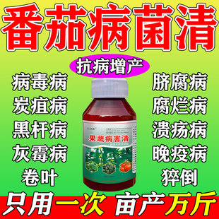 番茄病菌清蕃茄杀菌剂西红柿卷叶炭疽霜灰霉疫病全治病毒病专用药