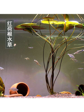 红荷根水草鱼缸水族箱鱼池造景装饰淡水中后景耐养浮叶睡莲浮萍