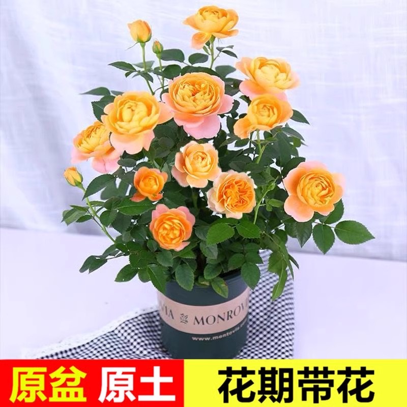 云南带花苞原盆土发货浓香大花玫瑰盆栽四季开花不断种易活苗树