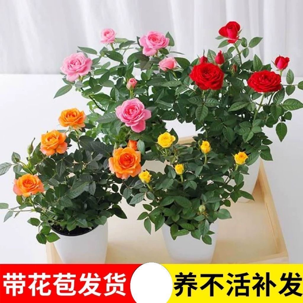 发货均带花苞大花玫瑰花苗树苗红玫瑰黑巴克月季老桩四季开花浓香