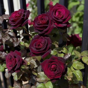 云南带盆土花红玫瑰花树苗月季花苗特大花四季花开浓香室内外盆栽