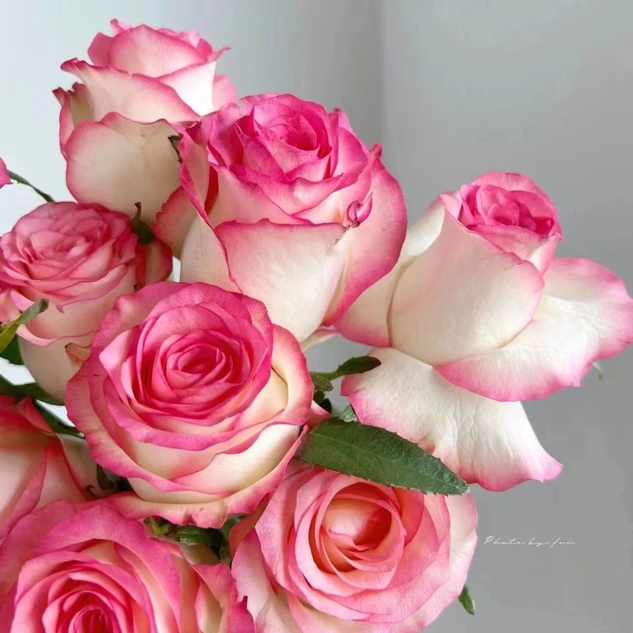 玫瑰花树苗老桩月季花苗老根特大花盆栽多色室内外庭院四季花开